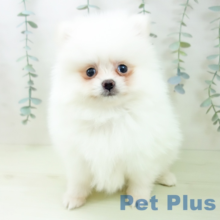 三重県のポメラニアン (ペットプラス 鈴鹿店/2026年1月11日生まれ/女の子/クリーム)の子犬の2枚目の画像
