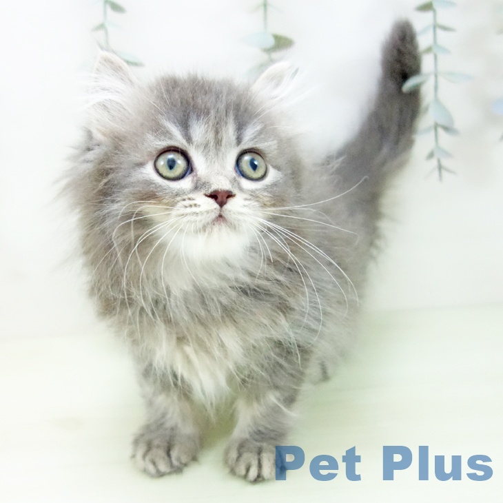 石川県のミヌエット (ペットプラス 白山店/2026年1月2日生まれ/女の子/ブルータビー)の子猫の1枚目の画像