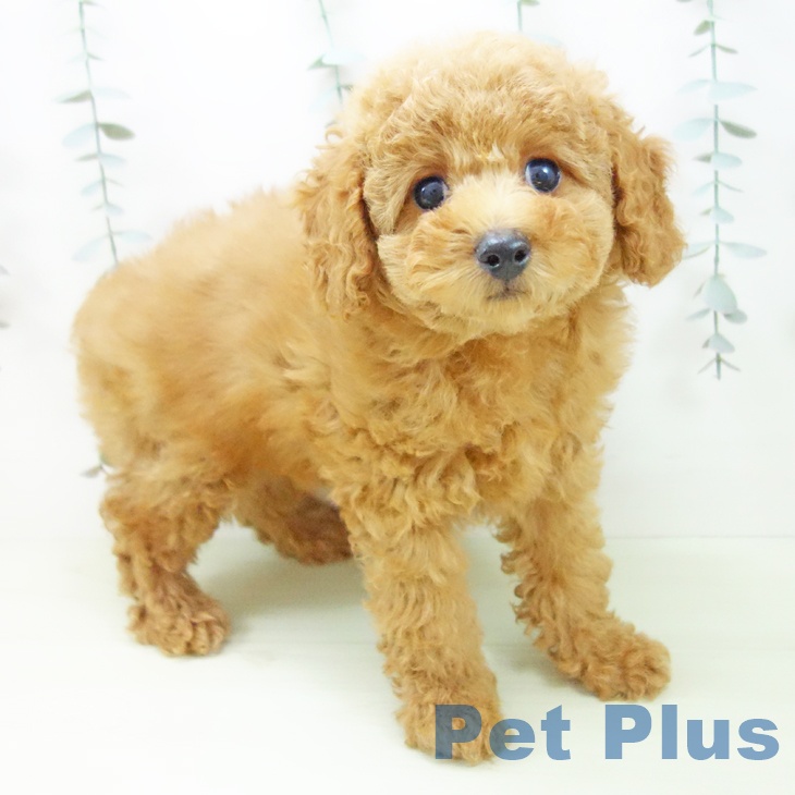 石川県のトイプードル(トイ) (ペットプラス かほく店/2026年1月10日生まれ/男の子/レッド)の子犬