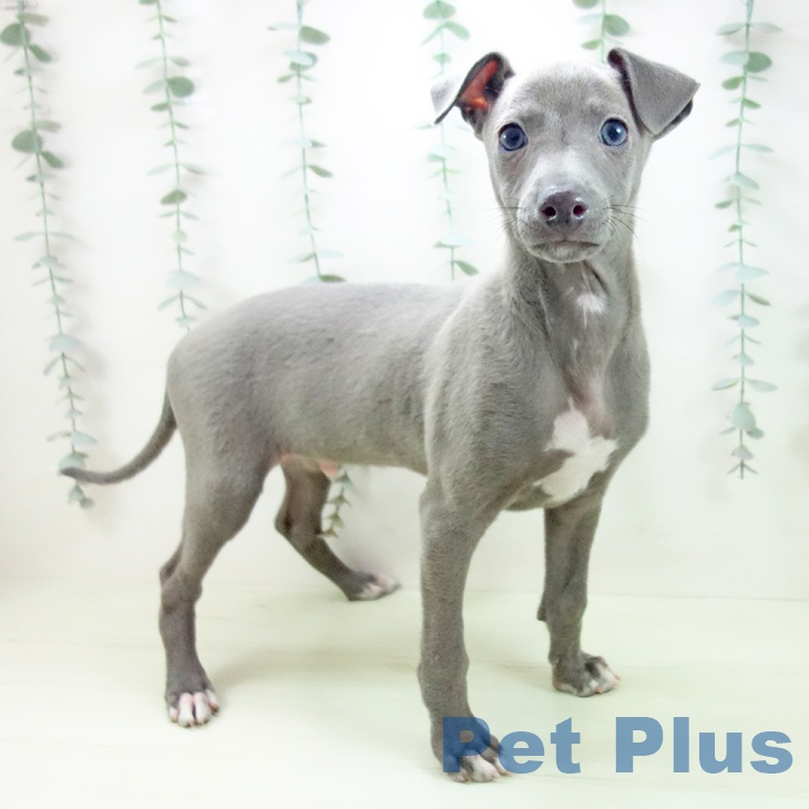 愛知県のイタリアングレーハウンド (ペットプラス みなと店/2026年1月10日生まれ/男の子/ブルーホワイトマーキングス)の子犬の1枚目の画像