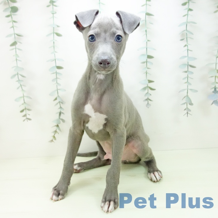 愛知県のイタリアングレーハウンド (ペットプラス みなと店/2026年1月10日生まれ/男の子/ブルーホワイトマーキングス)の子犬の2枚目の画像