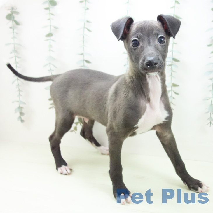 愛知県のイタリアングレーハウンド (ペットプラス 豊田店/2026年1月10日生まれ/男の子/シールホワイトマーキング)の子犬の1枚目の画像