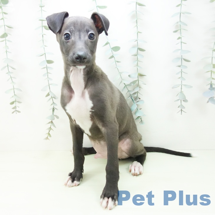愛知県のイタリアングレーハウンド (ペットプラス 豊田店/2026年1月10日生まれ/男の子/シールホワイトマーキング)の子犬の2枚目の画像