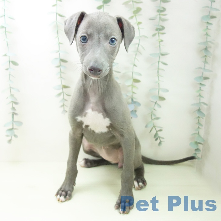 イタリアン・グレーハウンド