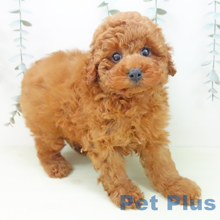 愛知県のトイプードル(トイ) (ペットプラス 豊田店/2026年1月11日生まれ/男の子/レッド)の子犬の1枚目の画像