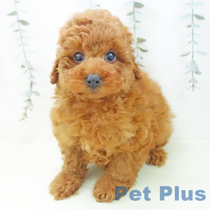 愛知県のトイプードル(トイ) (ペットプラス 豊田店/2026年1月11日生まれ/男の子/レッド)の子犬の2枚目の画像