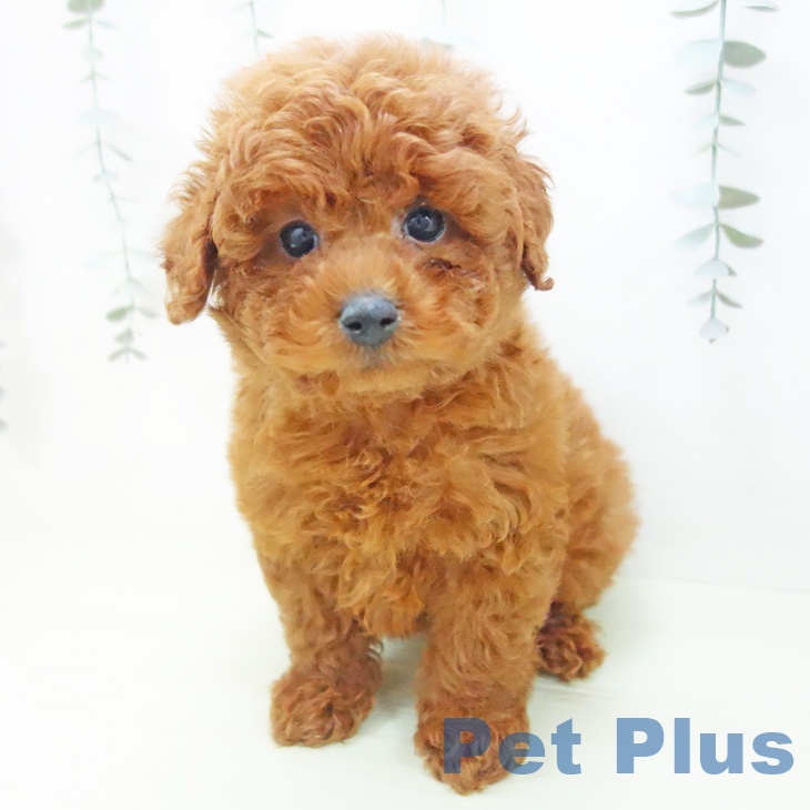 トイ・プードル