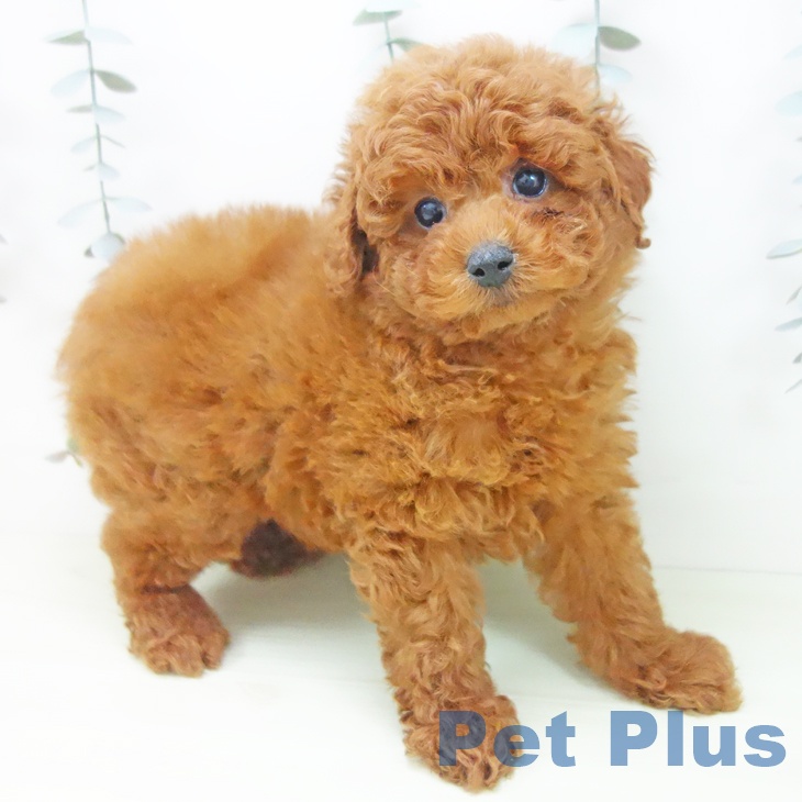 トイ・プードルの写真2