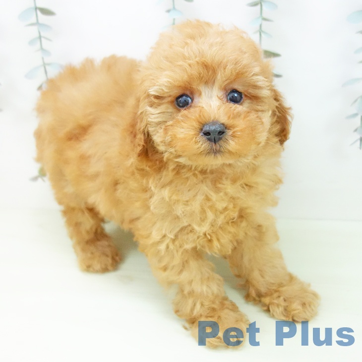 トイ・プードル