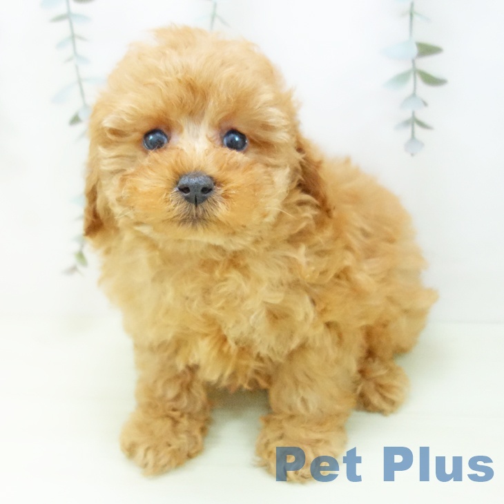 トイ・プードルの写真2