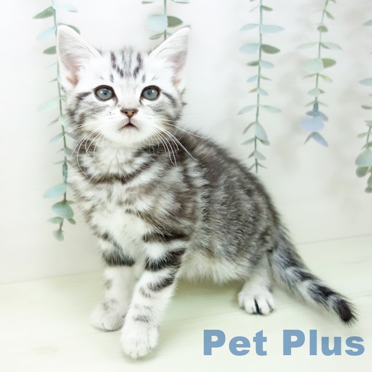 アメリカンショートヘア