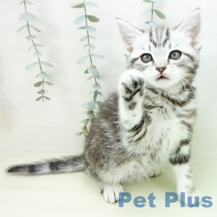 アメリカンショートヘア