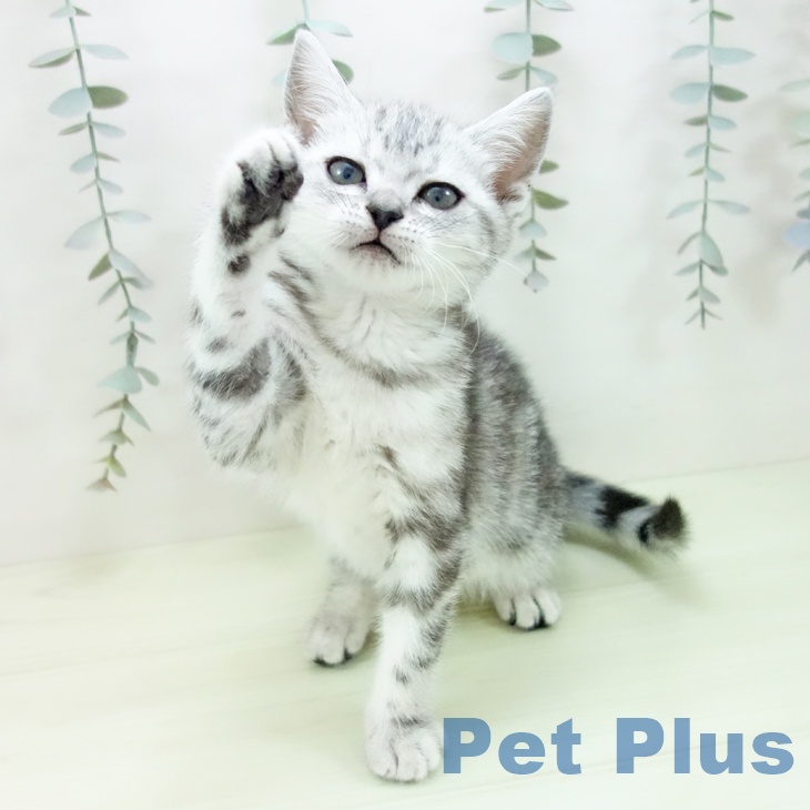 アメリカンショートヘア