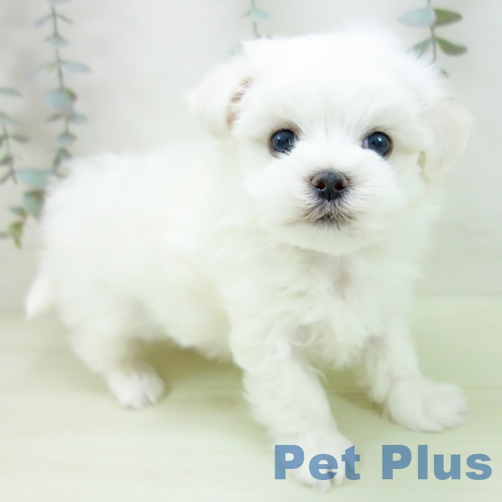 マルチーズの写真2