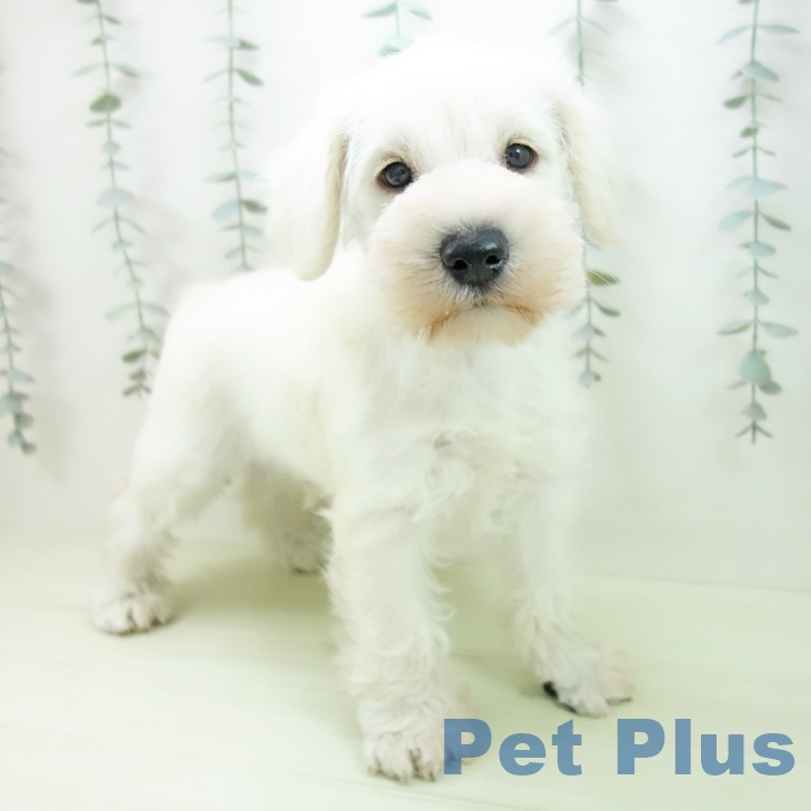 ミニチュア・シュナウザー