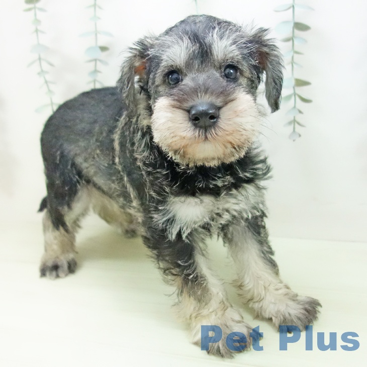 愛知県のミニチュアシュナウザー (ペットプラス イオンモール長久手店/2026年1月10日生まれ/女の子/ソルトペッパー)の子犬の1枚目の画像