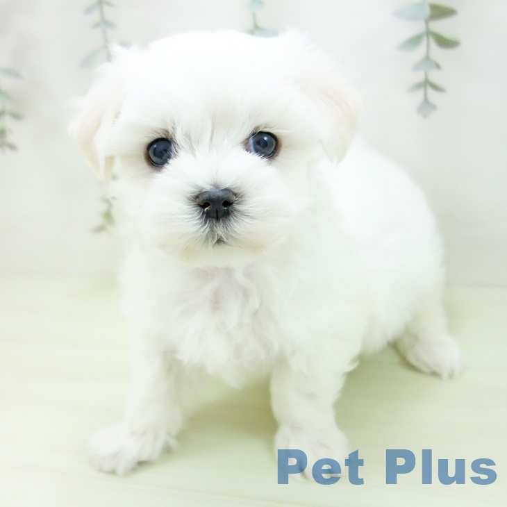 三重県のマルチーズ (ペットプラス 四日市泊店/2026年1月11日生まれ/男の子/ホワイト)の子犬