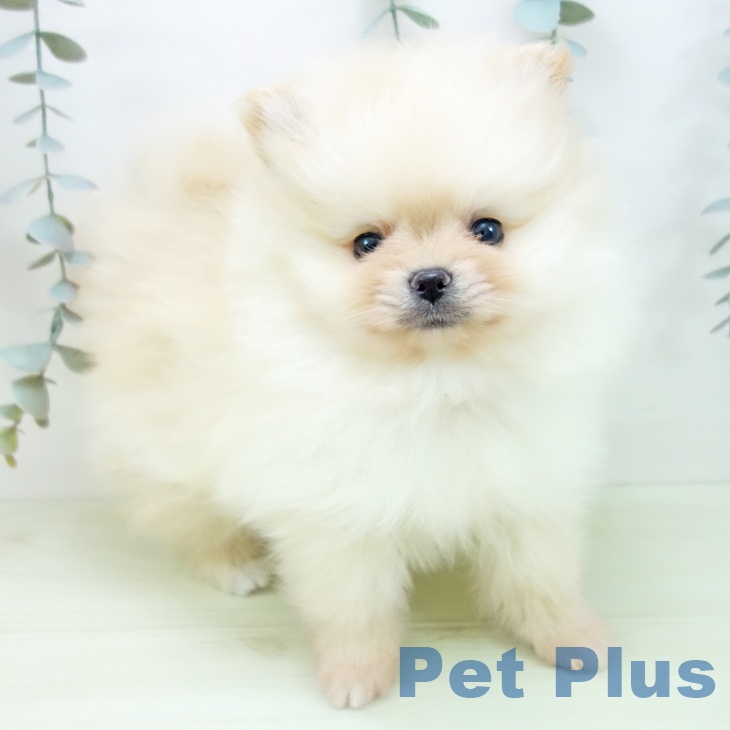 愛知県のポメラニアン (ペットプラス 名古屋茶屋店/2026年1月11日生まれ/男の子/クリーム)の子犬の1枚目の画像