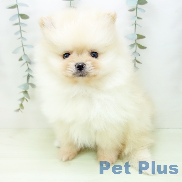 愛知県のポメラニアン (ペットプラス 名古屋茶屋店/2026年1月11日生まれ/男の子/クリーム)の子犬の2枚目の画像