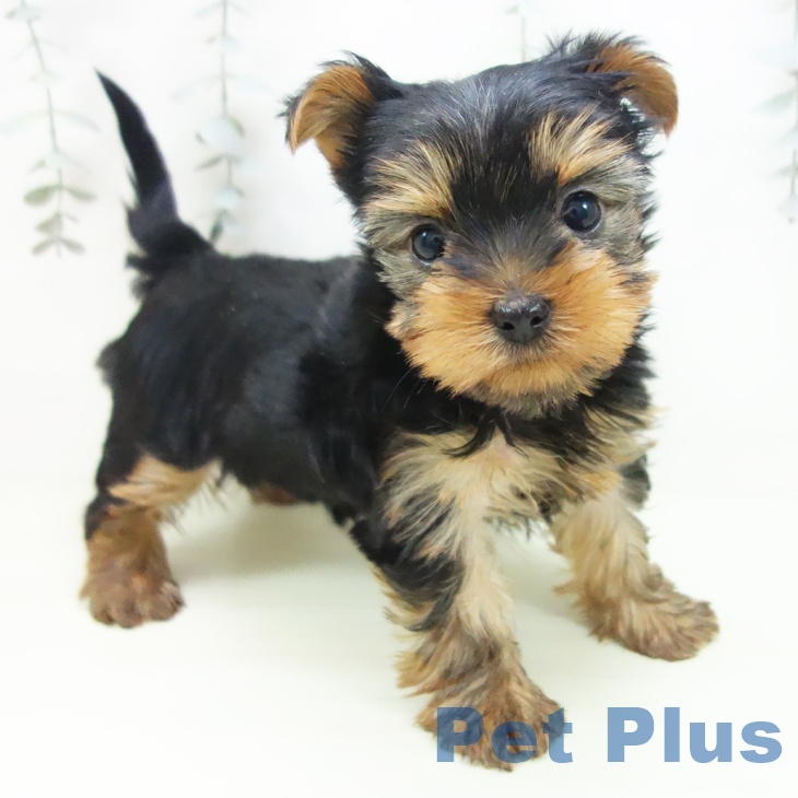 ヨークシャー・テリア