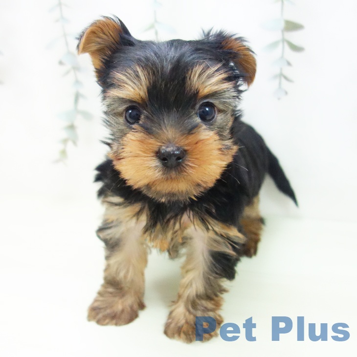 ヨークシャー・テリアの写真2