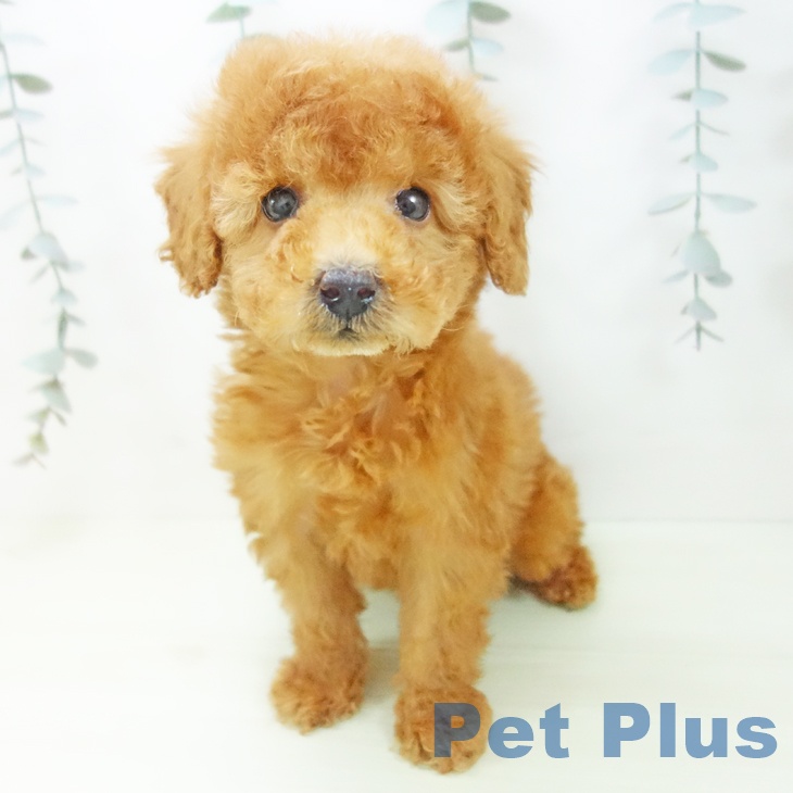 愛知県のトイプードル(トイ) (ペットプラス みなと店/2026年1月12日生まれ/男の子/レッド)の子犬の1枚目の画像