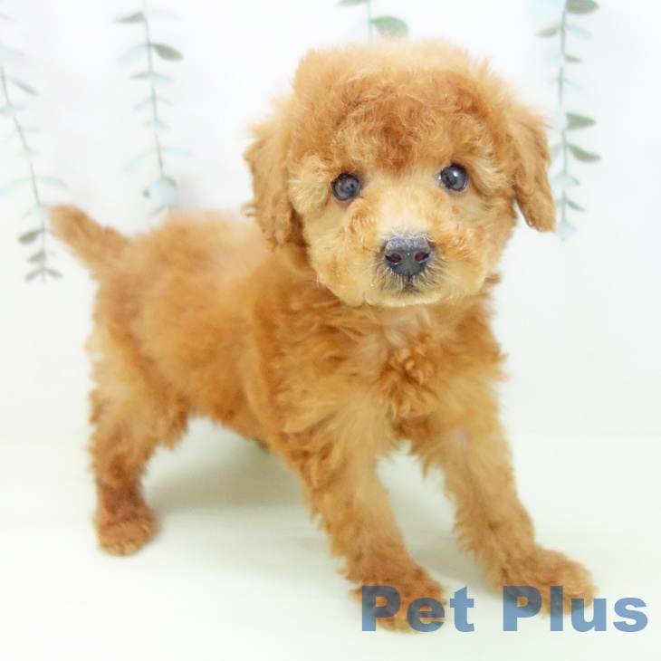 愛知県のトイプードル(トイ) (ペットプラス みなと店/2026年1月12日生まれ/男の子/レッド)の子犬の2枚目の画像