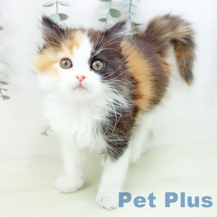 愛知県のスコティッシュフォールド (ペットプラス 熱田店/2026年1月4日生まれ/女の子/キャリコ)の子猫の1枚目の画像