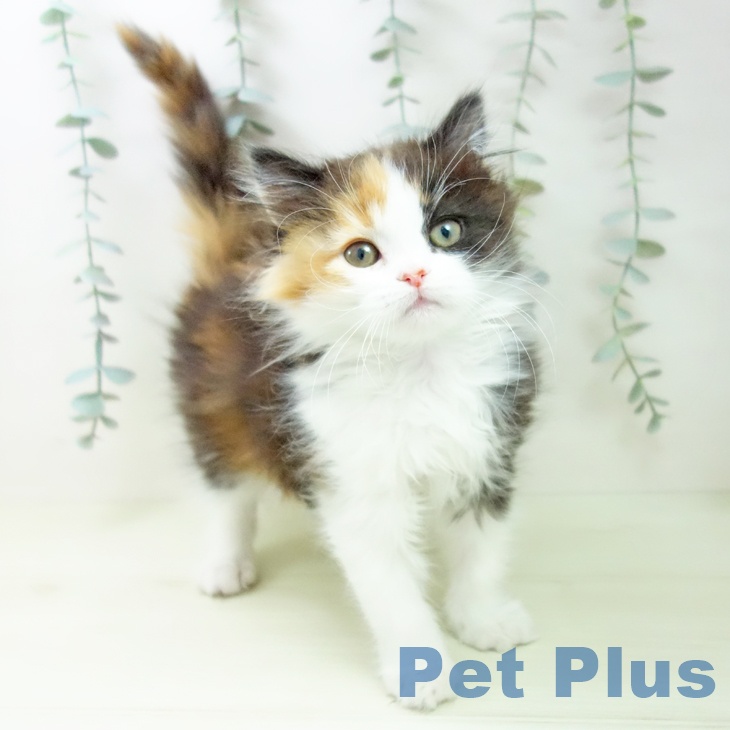 愛知県のスコティッシュフォールド (ペットプラス 熱田店/2026年1月4日生まれ/女の子/キャリコ)の子猫の2枚目の画像
