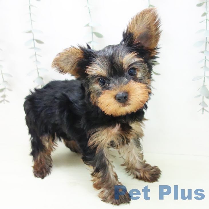 岐阜県のヨークシャーテリア (ペットプラス 各務原店/2026年1月13日生まれ/男の子/スチールブルータン)の子犬の1枚目の画像