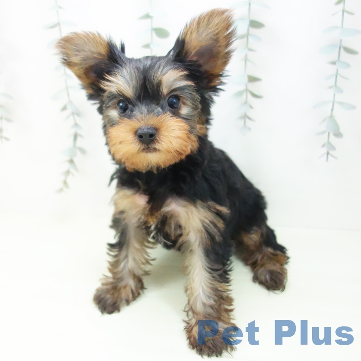 岐阜県のヨークシャーテリア (ペットプラス 各務原店/2026年1月13日生まれ/男の子/スチールブルータン)の子犬の2枚目の画像