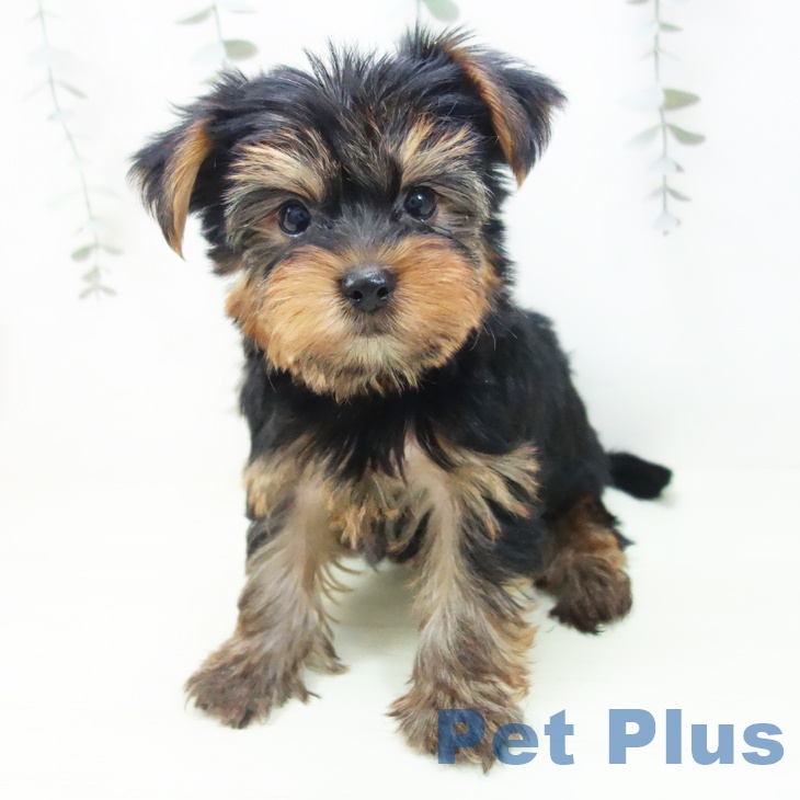 ヨークシャー・テリア