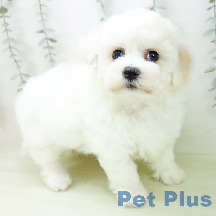 ビション・フリーゼの写真2