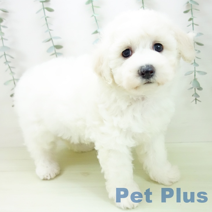 愛知県のビションフリーゼ (ペッツワン 東海店/2026年1月13日生まれ/女の子/ホワイト)の子犬の1枚目の画像