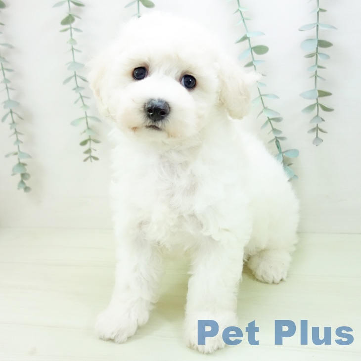 愛知県のビションフリーゼ (ペッツワン 東海店/2026年1月13日生まれ/女の子/ホワイト)の子犬の2枚目の画像