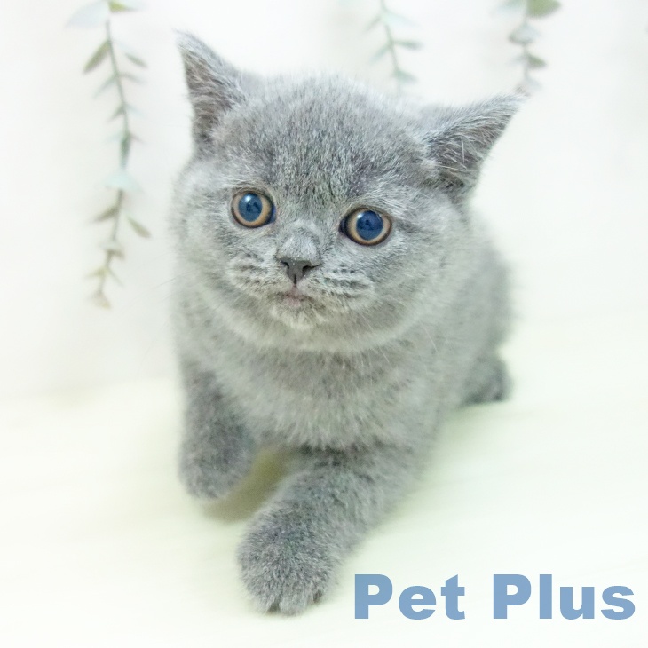 ブリティッシュショートヘアの写真2