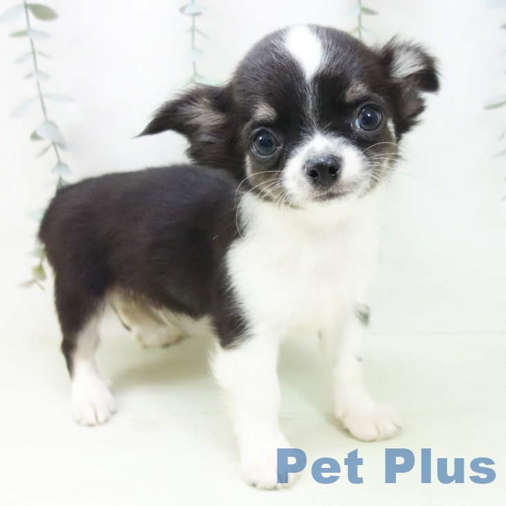 愛知県のチワワ(ロング) (ペッツワン 東海店/2026年1月12日生まれ/男の子/ブラックタンホワイト)の子犬の1枚目の画像