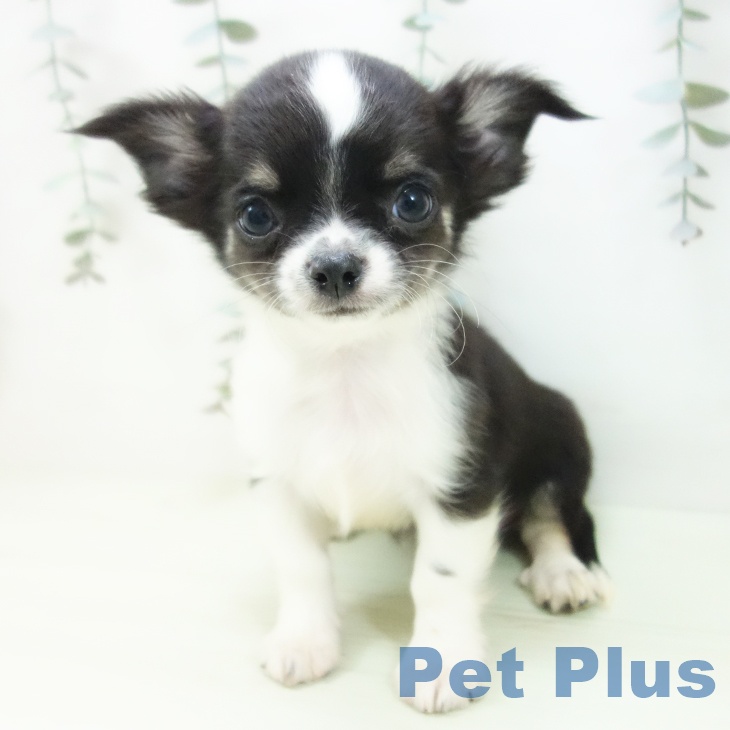 愛知県のチワワ(ロング) (ペッツワン 東海店/2026年1月12日生まれ/男の子/ブラックタンホワイト)の子犬の2枚目の画像