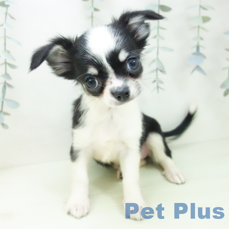 愛知県のチワワ(ロング) (ペットプラス 岡崎店/2026年1月12日生まれ/女の子/ブラックタンホワイト)の子犬の1枚目の画像