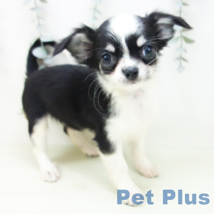 愛知県のチワワ(ロング) (ペットプラス 岡崎店/2026年1月12日生まれ/女の子/ブラックタンホワイト)の子犬の2枚目の画像