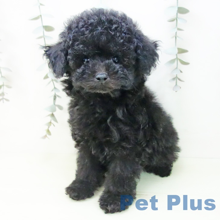 トイ・プードル