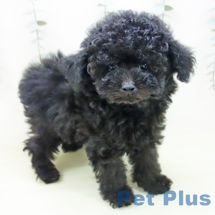 トイ・プードルの写真2