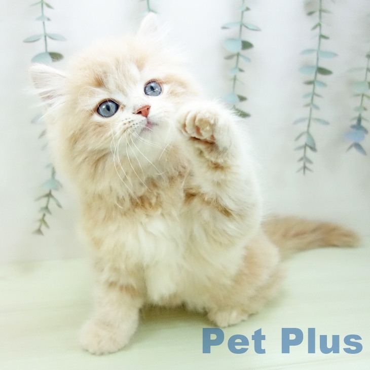 愛知県のラガマフィン (ペッツワン 東海店/2026年1月12日生まれ/男の子/クリームタビー)の子猫の2枚目の画像