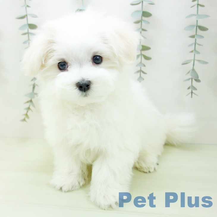 マルチーズの写真2