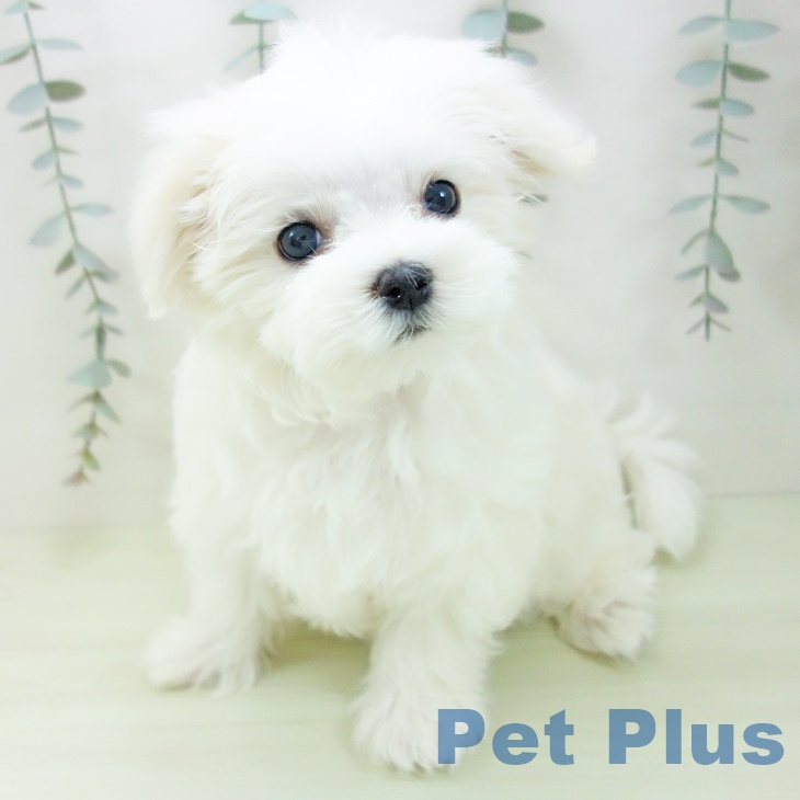 マルチーズの写真2