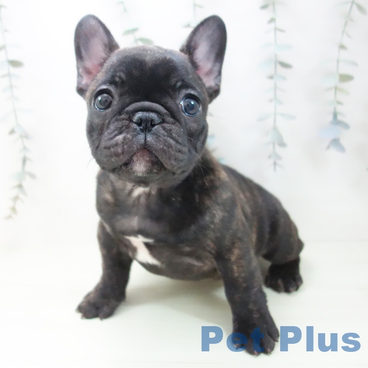 フレンチ・ブルドッグ