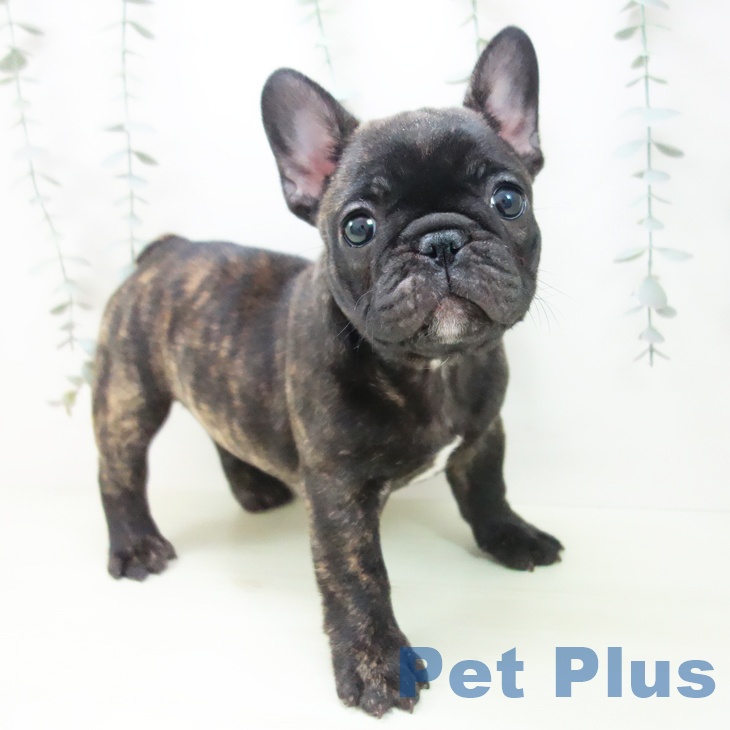 フレンチ・ブルドッグの写真2