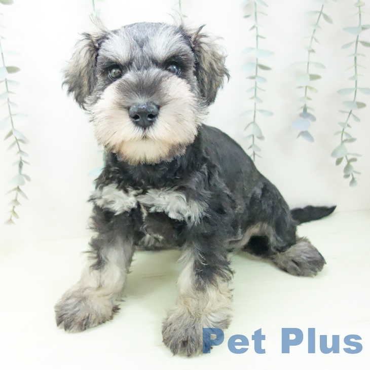愛知県のミニチュアシュナウザー (ペットプラス 千音寺店/2026年1月8日生まれ/男の子/ソルトペッパー)の子犬の1枚目の画像