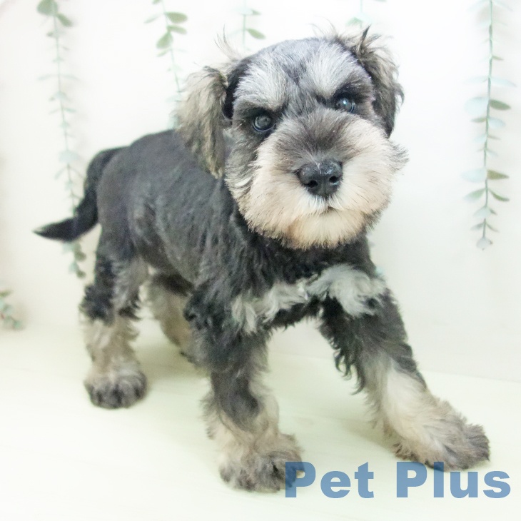 愛知県のミニチュアシュナウザー (ペットプラス 千音寺店/2026年1月8日生まれ/男の子/ソルトペッパー)の子犬の2枚目の画像