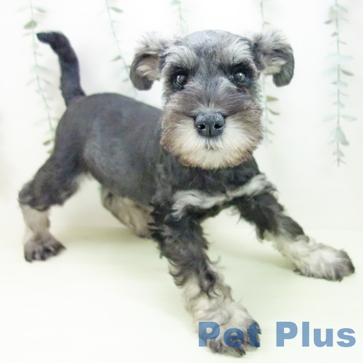 ミニチュア・シュナウザー